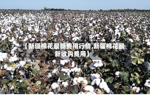 【新疆棉花最新费用行情,新疆棉花最新收购费用】-第2张图片