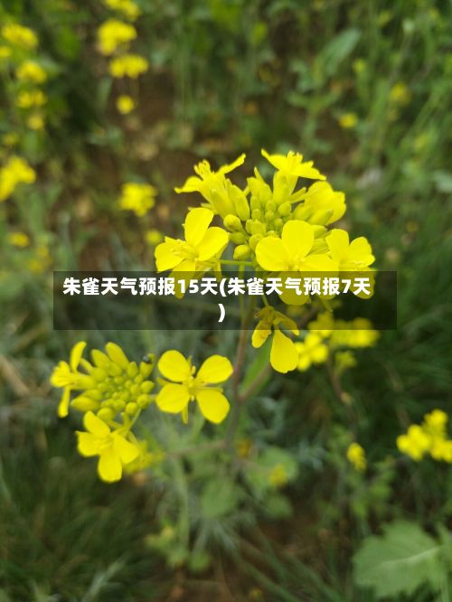 朱雀天气预报15天(朱雀天气预报7天)