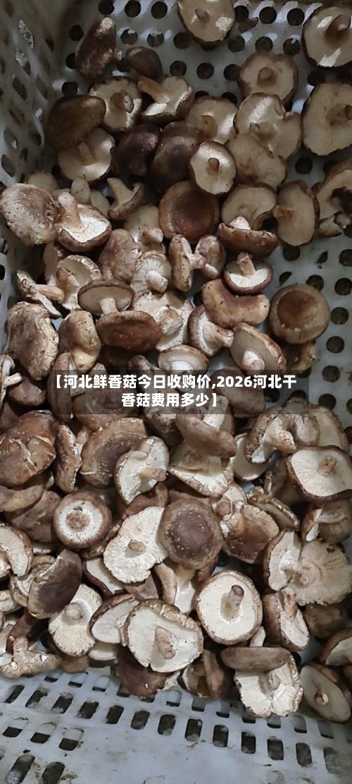 【河北鲜香菇今日收购价,2026河北干香菇费用多少】