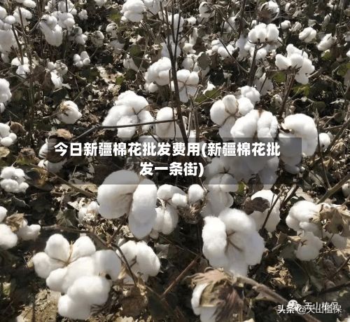 今日新疆棉花批发费用(新疆棉花批发一条街)
