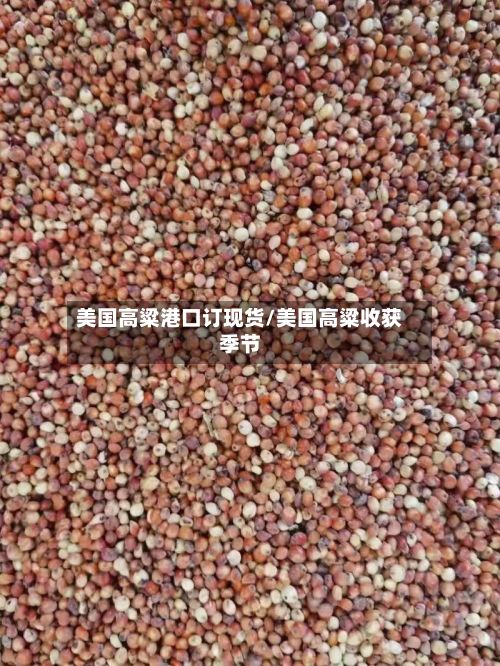 美国高粱港口订现货/美国高粱收获季节