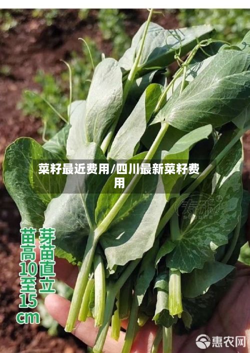 菜籽最近费用/四川最新菜籽费用