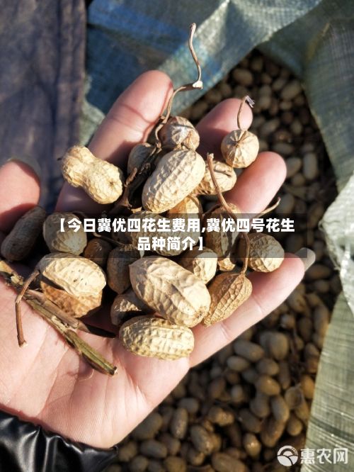 【今日冀优四花生费用,冀优四号花生品种简介】