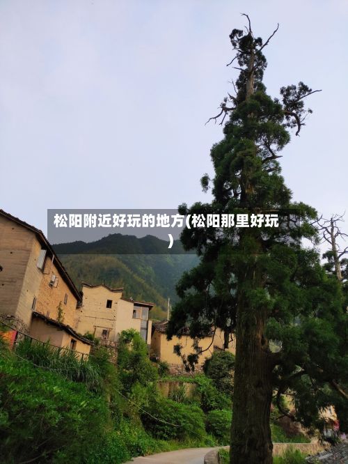 松阳附近好玩的地方(松阳那里好玩)-第3张图片
