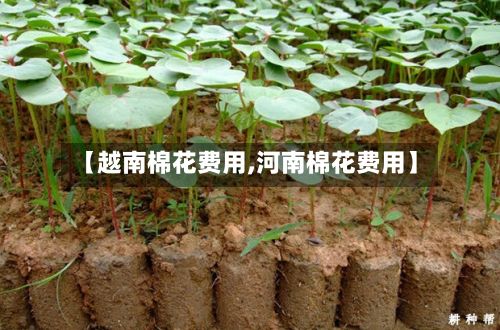 【越南棉花费用,河南棉花费用】