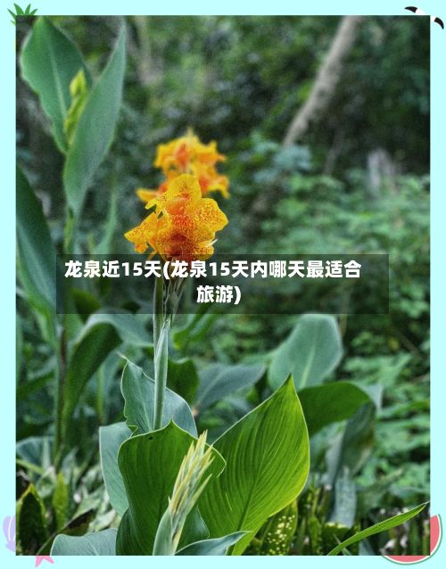 龙泉近15天(龙泉15天内哪天最适合旅游)-第2张图片