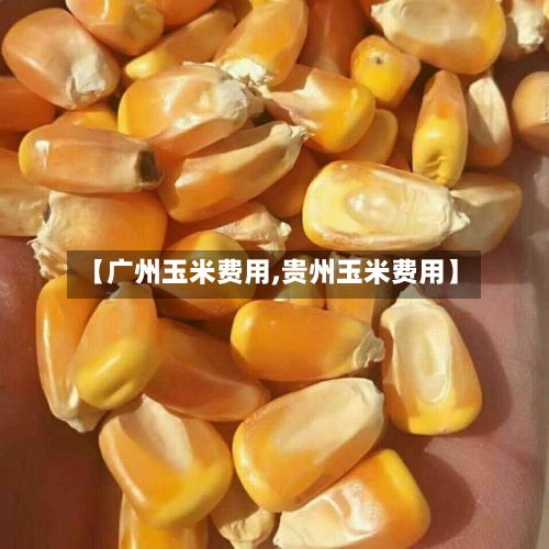 【广州玉米费用,贵州玉米费用】-第2张图片