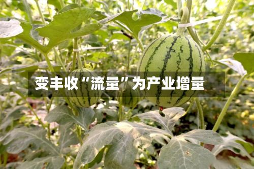 变丰收“流量”为产业增量-第2张图片
