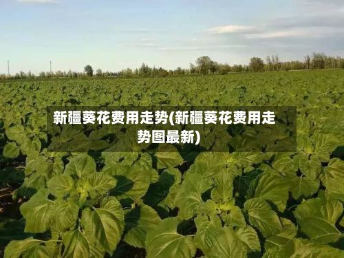 新疆葵花费用走势(新疆葵花费用走势图最新)