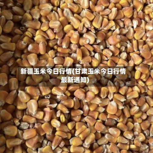 新疆玉米今日行情(甘肃玉米今日行情最新通知)-第2张图片