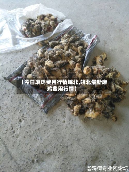 【今日麻鸡费用行情皖北,皖北最新麻鸡费用行情】
