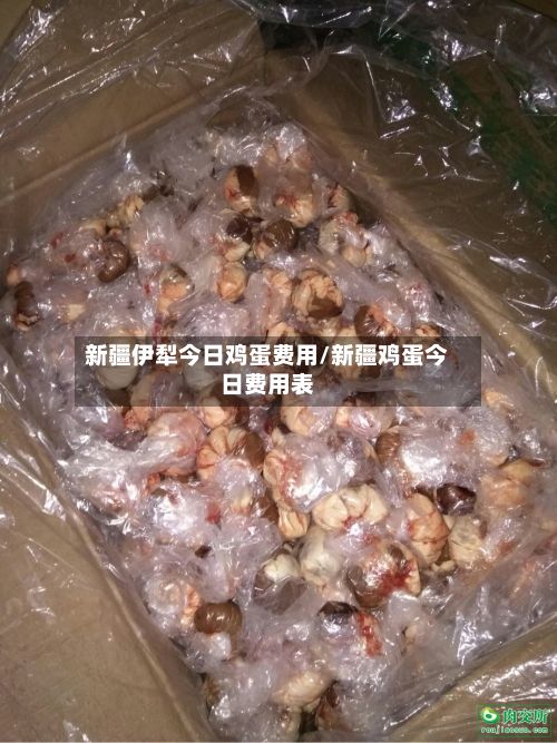 新疆伊犁今日鸡蛋费用/新疆鸡蛋今日费用表-第3张图片