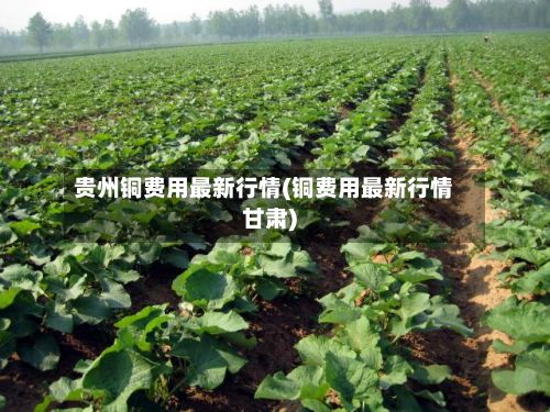 贵州铜费用最新行情(铜费用最新行情甘肃)