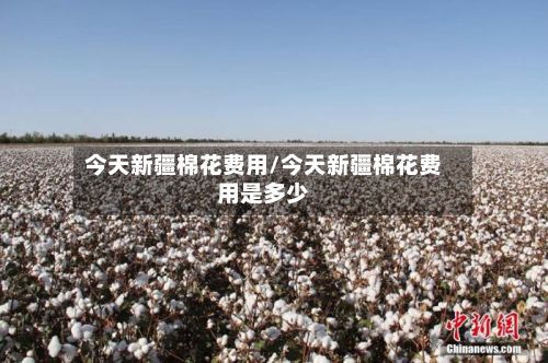 今天新疆棉花费用/今天新疆棉花费用是多少-第2张图片