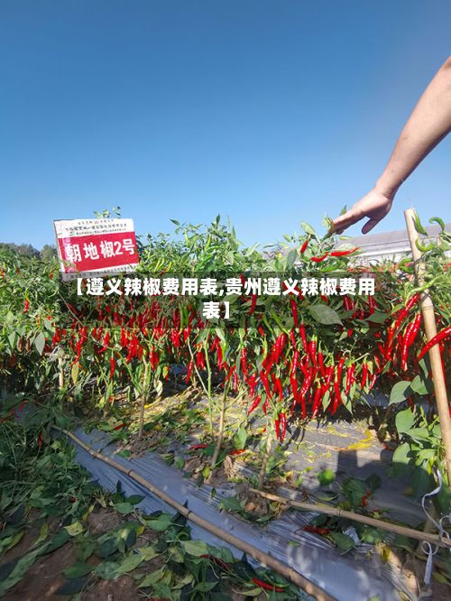 【遵义辣椒费用表,贵州遵义辣椒费用表】-第2张图片