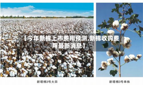 【今年新棉上市费用预测,新棉收购费用最新消息】-第3张图片