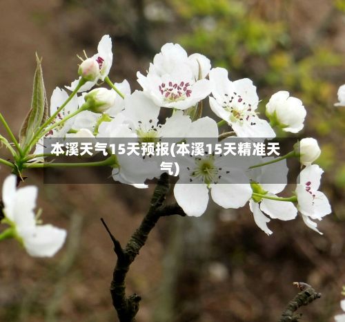 本溪天气15天预报(本溪15天精准天气)