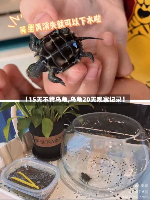 【15天不管乌龟,乌龟20天观察记录】