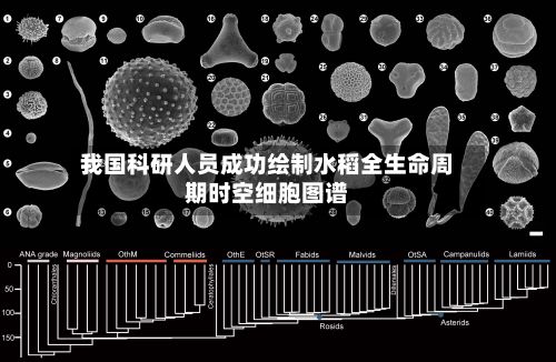 我国科研人员成功绘制水稻全生命周期时空细胞图谱-第3张图片