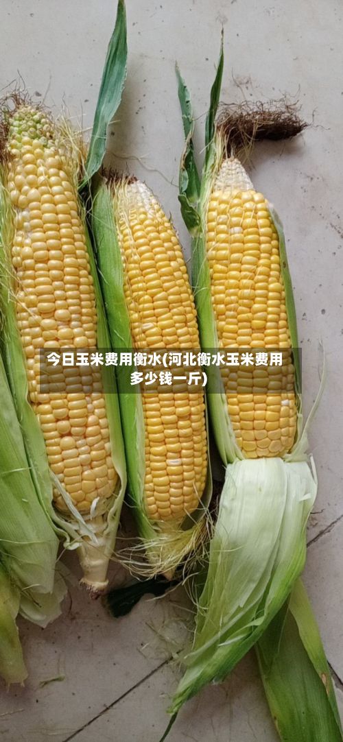 今日玉米费用衡水(河北衡水玉米费用多少钱一斤)-第2张图片