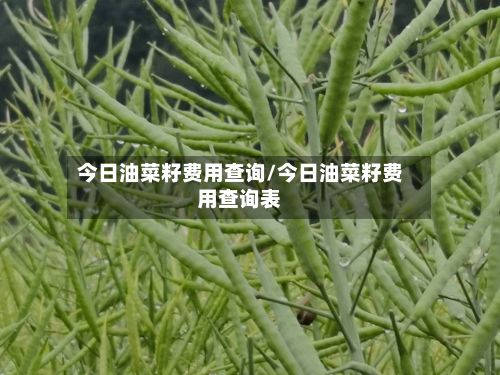 今日油菜籽费用查询/今日油菜籽费用查询表