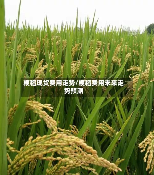 粳稻现货费用走势/粳稻费用未来走势预测