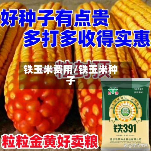 铁玉米费用/铁玉米种子