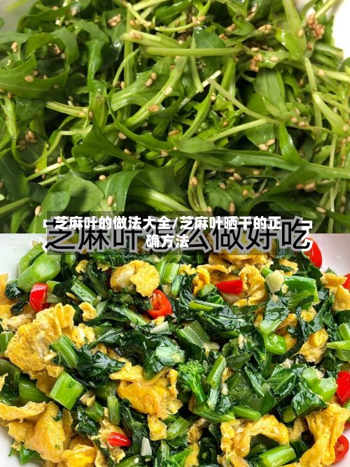 芝麻叶的做法大全/芝麻叶晒干的正确方法