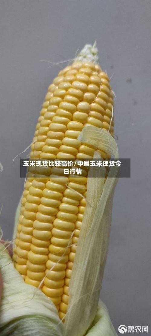 玉米现货比较高价/中国玉米现货今日行情