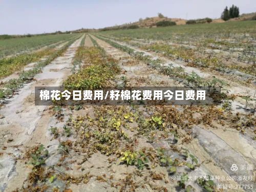 棉花今日费用/籽棉花费用今日费用-第2张图片