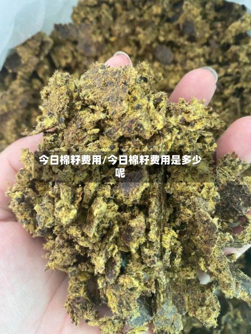 今日棉籽费用/今日棉籽费用是多少呢-第2张图片