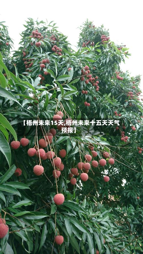 【梧州未来15天,梧州未来十五天天气预报】