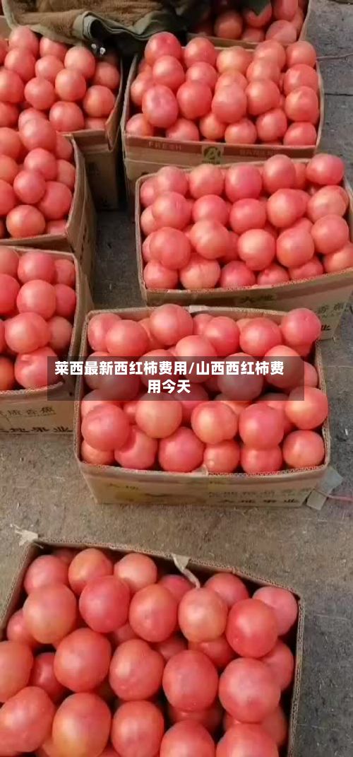 莱西最新西红柿费用/山西西红柿费用今天-第2张图片