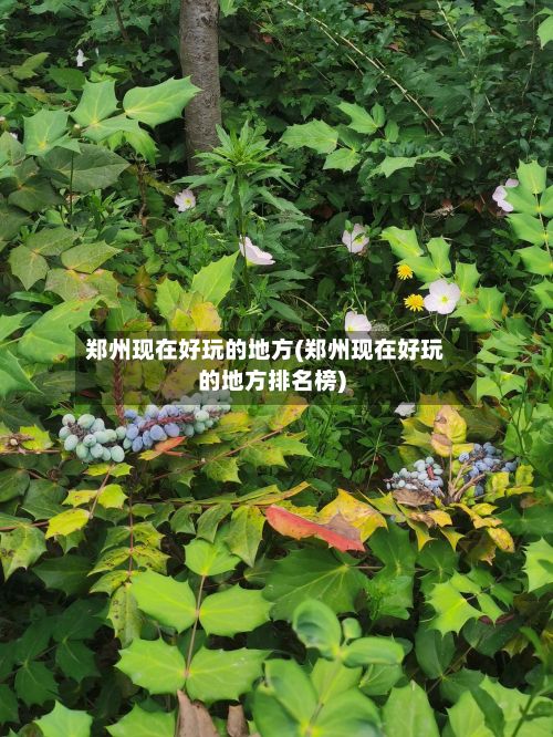 郑州现在好玩的地方(郑州现在好玩的地方排名榜)-第2张图片