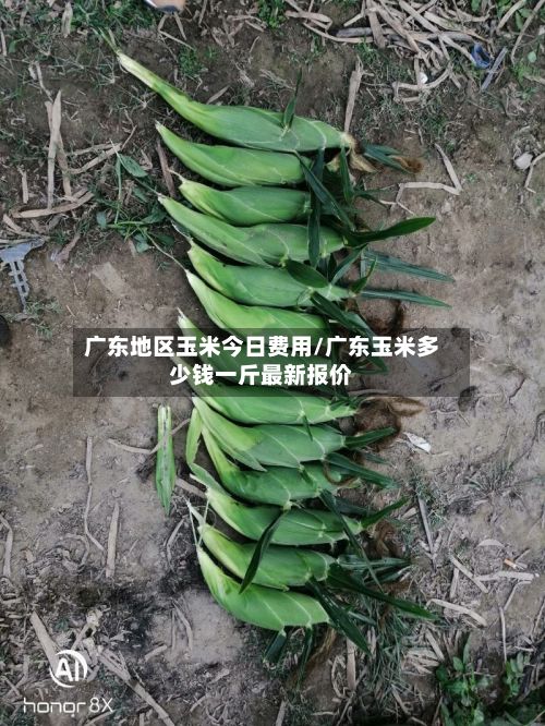 广东地区玉米今日费用/广东玉米多少钱一斤最新报价-第2张图片