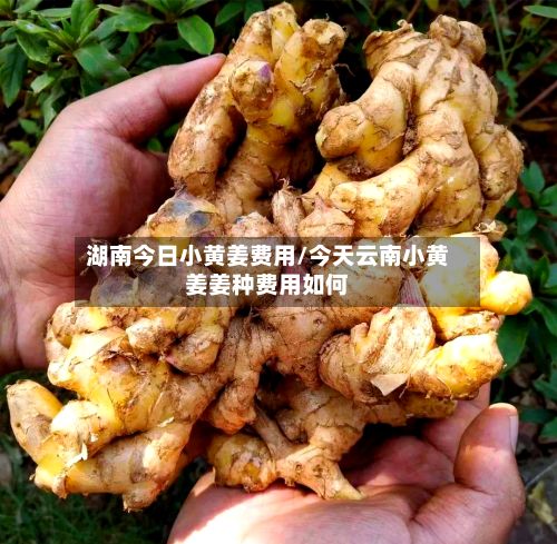 湖南今日小黄姜费用/今天云南小黄姜姜种费用如何