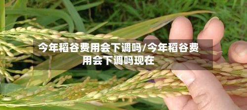 今年稻谷费用会下调吗/今年稻谷费用会下调吗现在