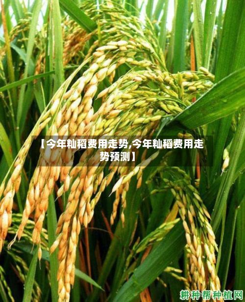 【今年籼稻费用走势,今年籼稻费用走势预测】
