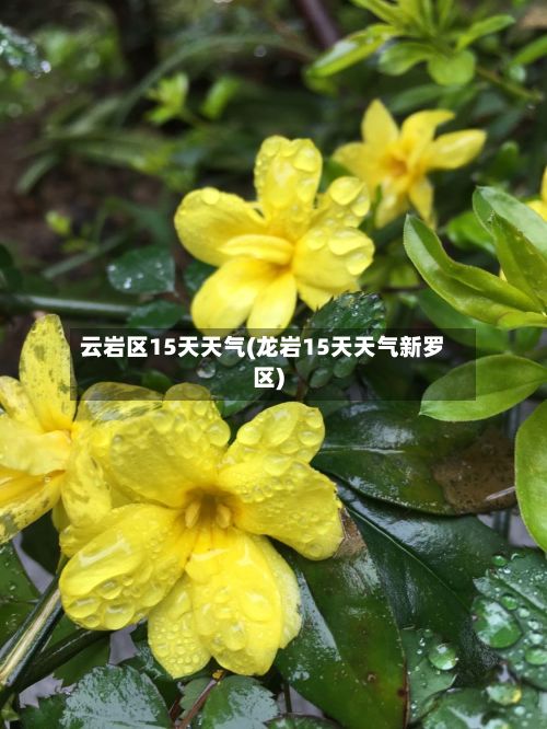 云岩区15天天气(龙岩15天天气新罗区)