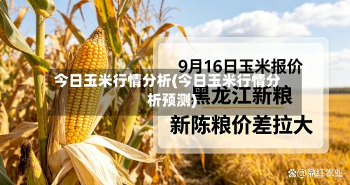 今日玉米行情分析(今日玉米行情分析预测)-第2张图片