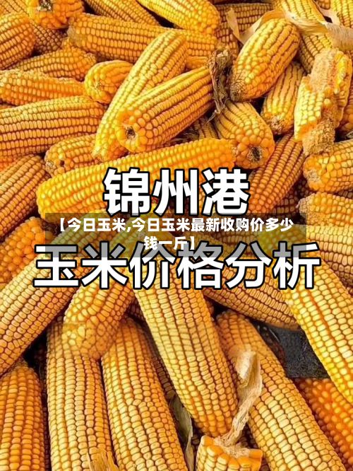 【今日玉米,今日玉米最新收购价多少钱一斤】-第2张图片