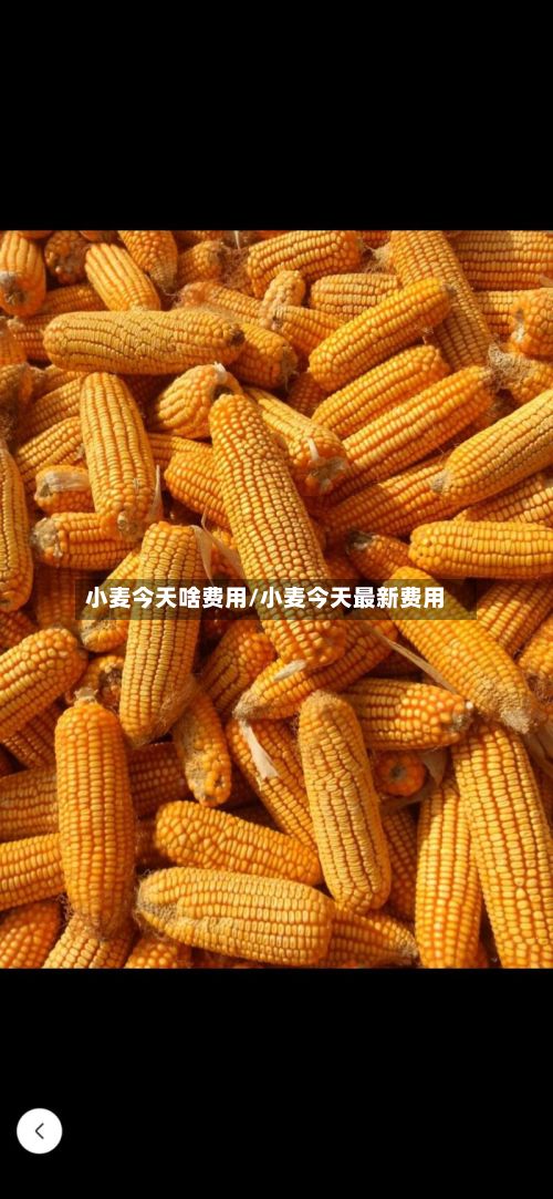 小麦今天啥费用/小麦今天最新费用