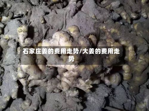 石家庄姜的费用走势/大姜的费用走势
