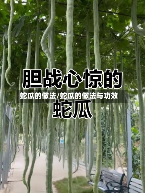 蛇瓜的做法/蛇瓜的做法与功效-第3张图片