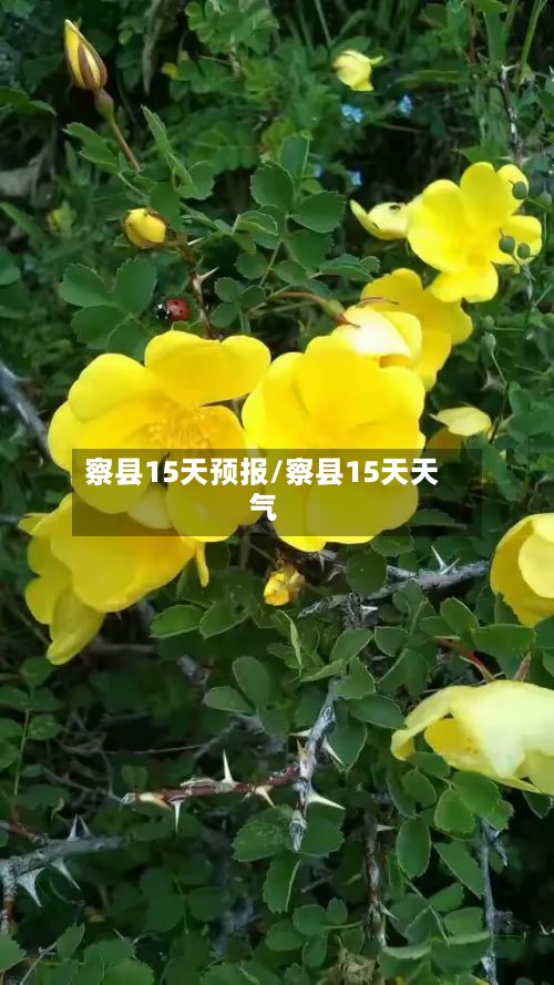 察县15天预报/察县15天天气-第2张图片