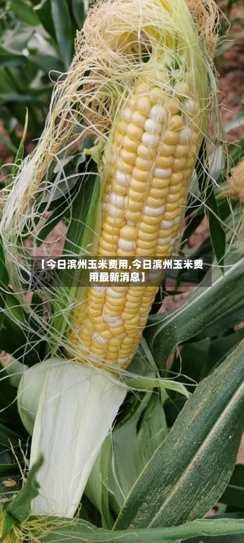 【今日滨州玉米费用,今日滨州玉米费用最新消息】