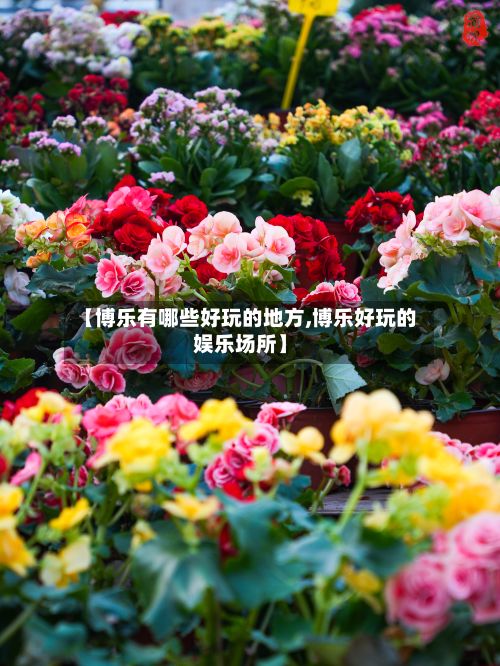 【博乐有哪些好玩的地方,博乐好玩的娱乐场所】-第2张图片