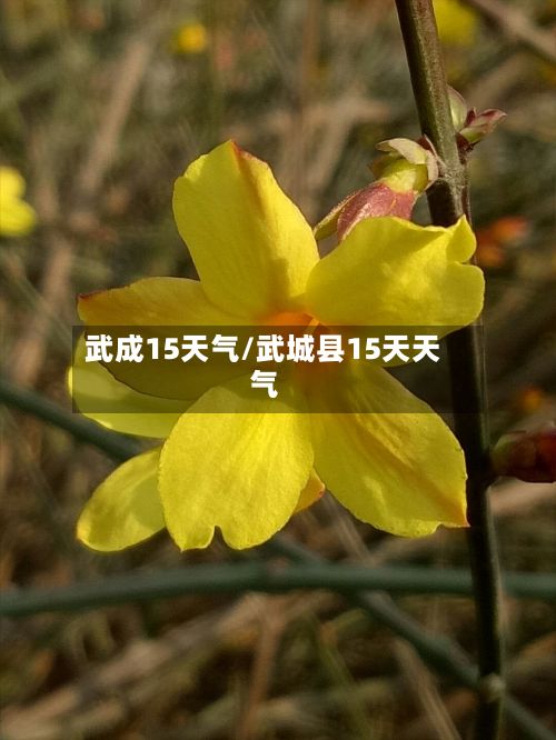 武成15天气/武城县15天天气