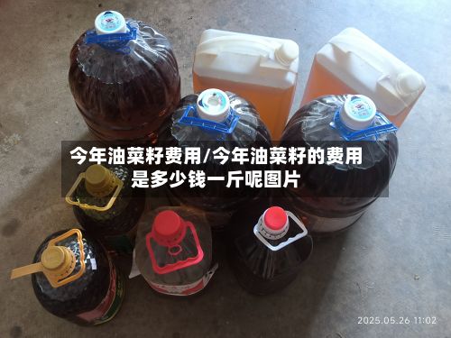 今年油菜籽费用/今年油菜籽的费用是多少钱一斤呢图片-第2张图片