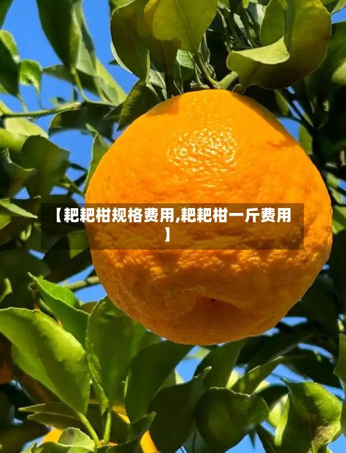 【耙耙柑规格费用,耙耙柑一斤费用】